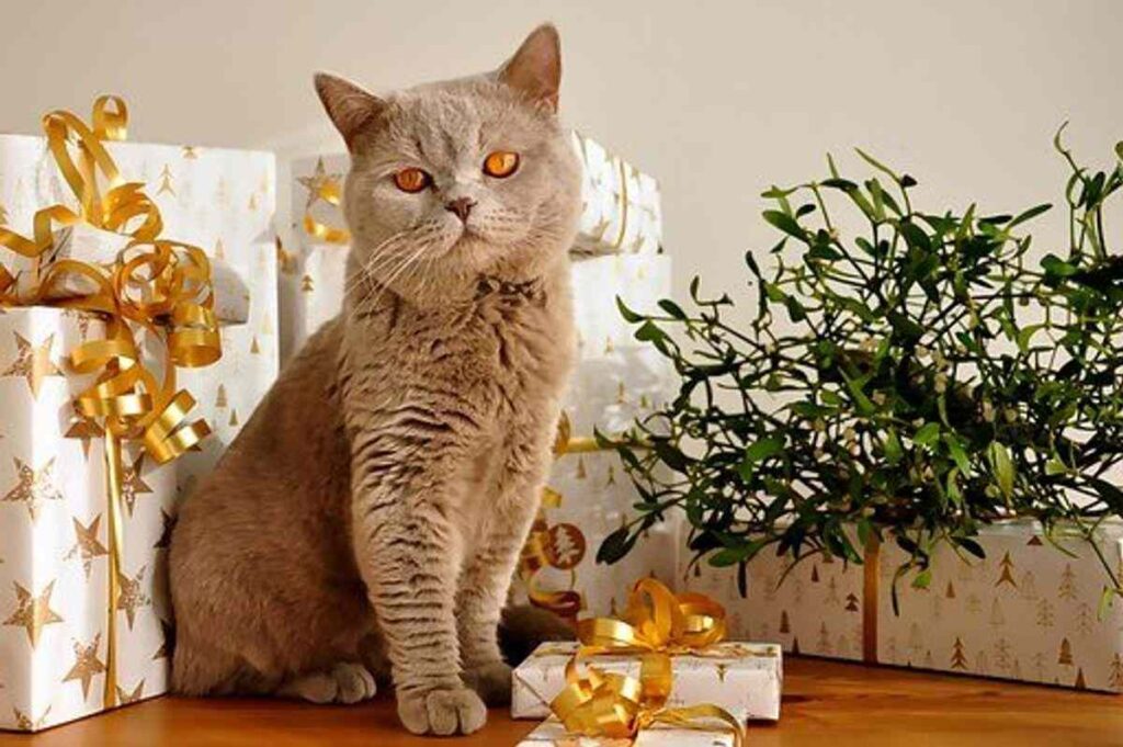British Shorthair