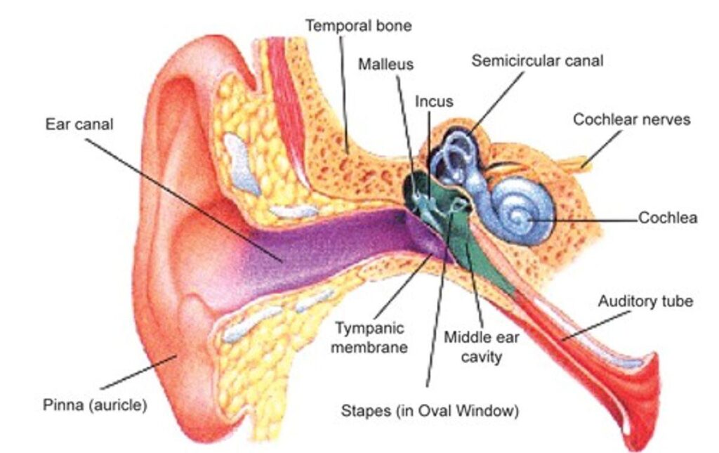 how a normally hearing ear works