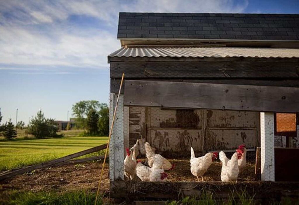 How to Build a Chicken Coop