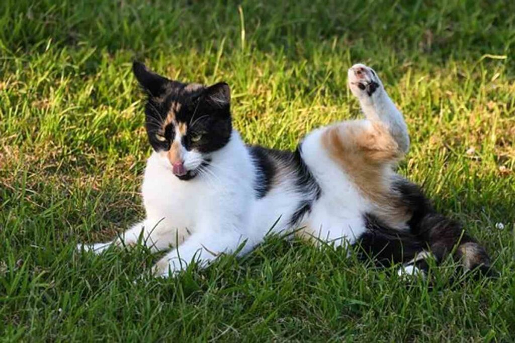 best automatic cat litter box