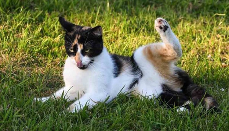 best automatic cat litter box