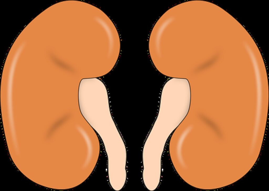 kidney