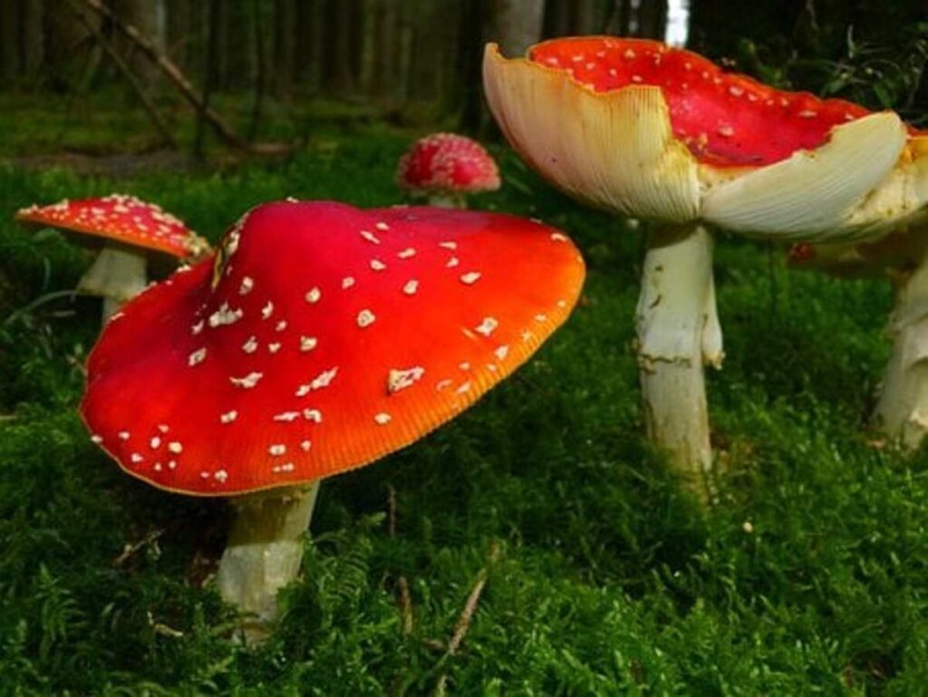 Buy Chitwan Magic Mushrooms Online