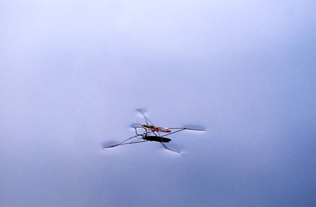 what is surface tension