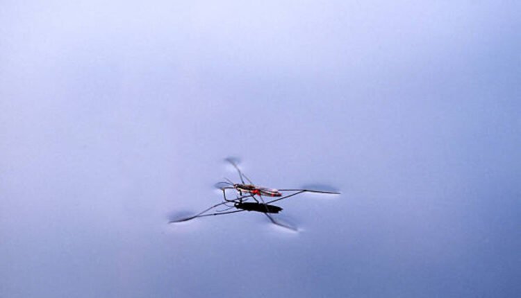 what is surface tension