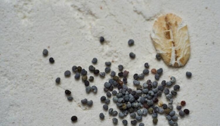 dried poppy heads for sale