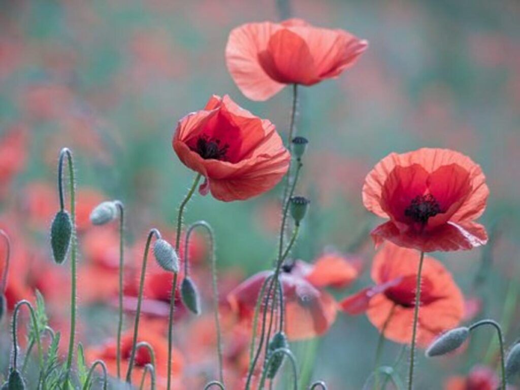 dried poppy pods for sale