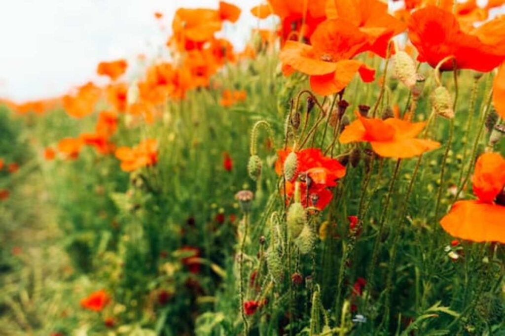 dried poppy pods ( unwashed)