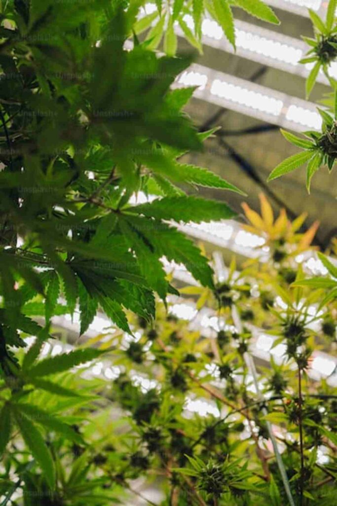 GOLD COAST CLEAR DISPOSABLES