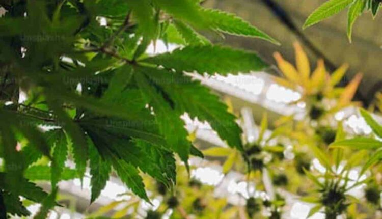 GOLD COAST CLEAR DISPOSABLES