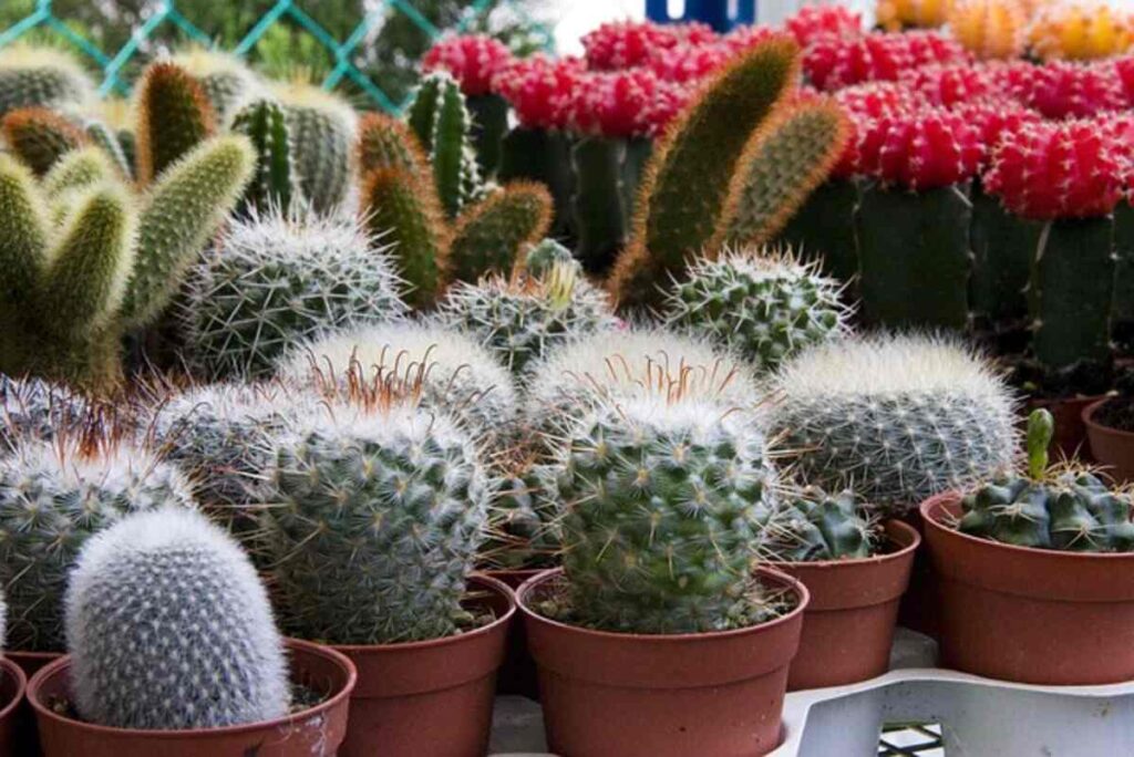 san pedro cactus for sale