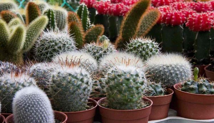san pedro cactus for sale
