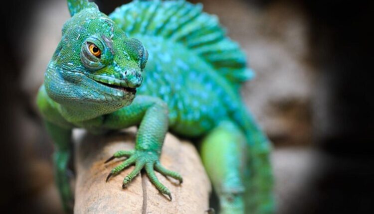 reptiles for sale