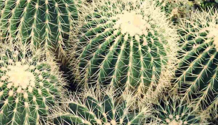 peyote cactus for sale