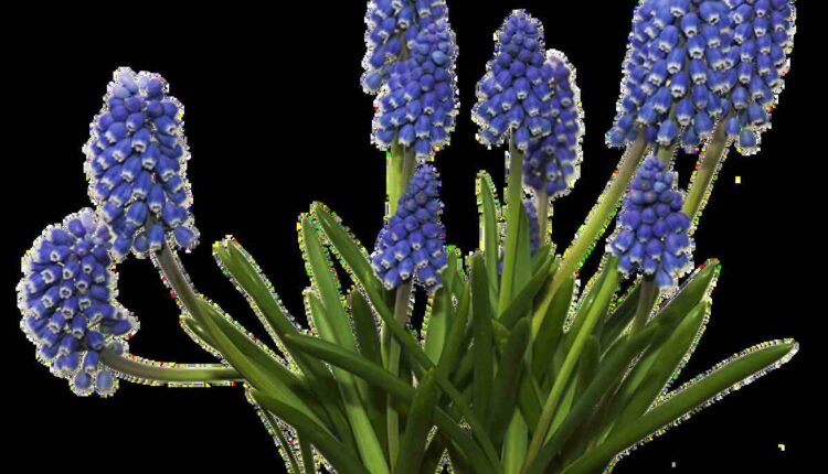 Plants For Asparagus