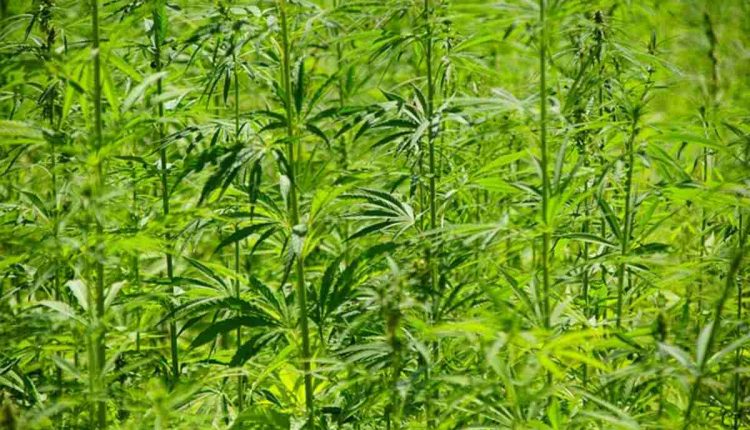 moon chocolate bar 250mg