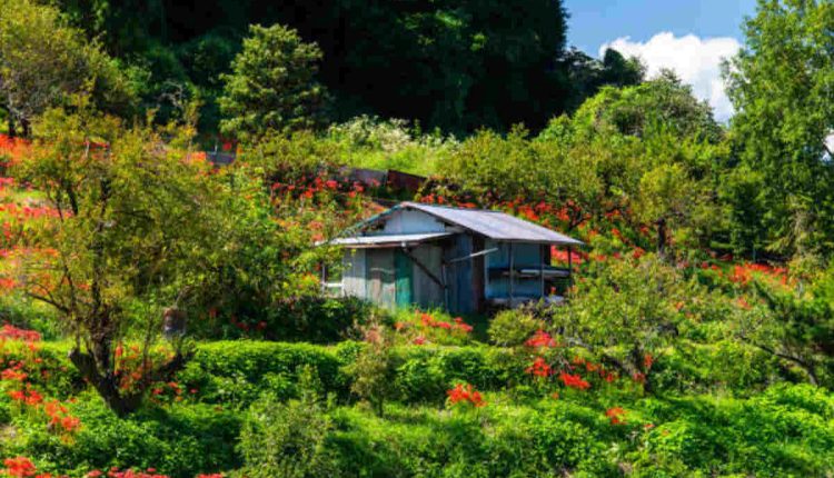 Lola's Garden in Ardmore