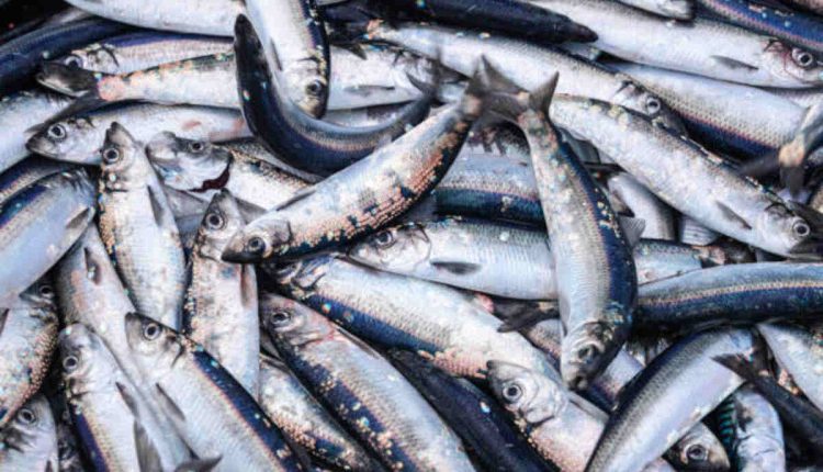 Fishing on a Moving Ship