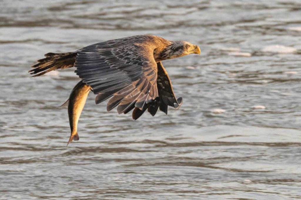 Golden Eagle Fishing Report