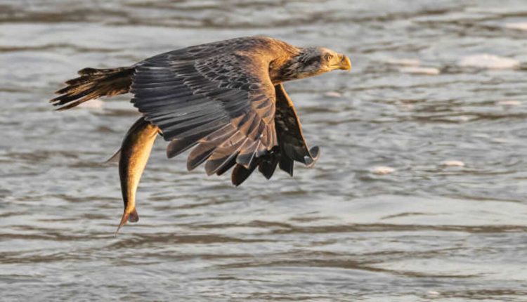 Golden Eagle Fishing Report