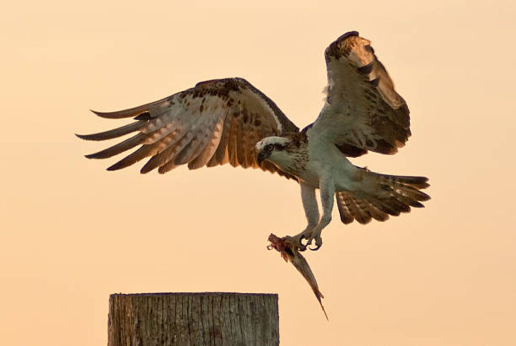 Green Island Fishing Pier