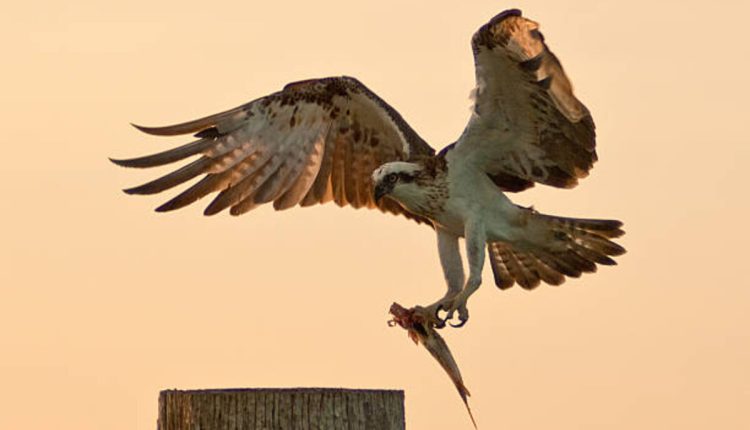 Green Island Fishing Pier