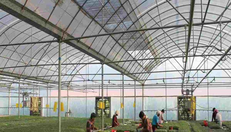 pc greenhouse supplier