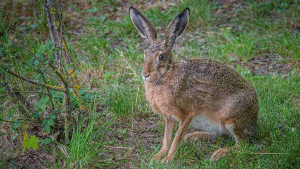 How Tall is Bad Bunny