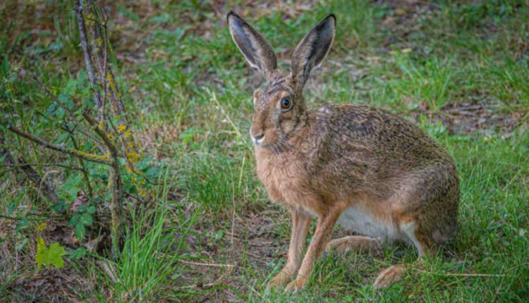 How Tall is Bad Bunny