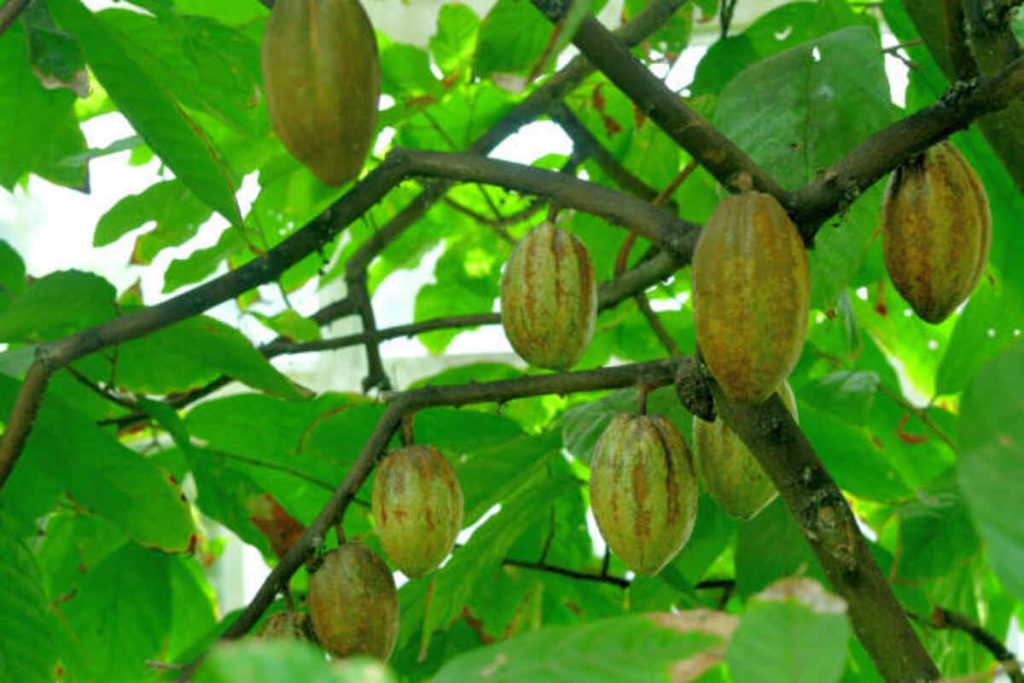 How to Grow a Butter Fruit Tree