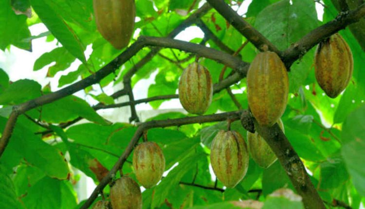 How to Grow a Butter Fruit Tree