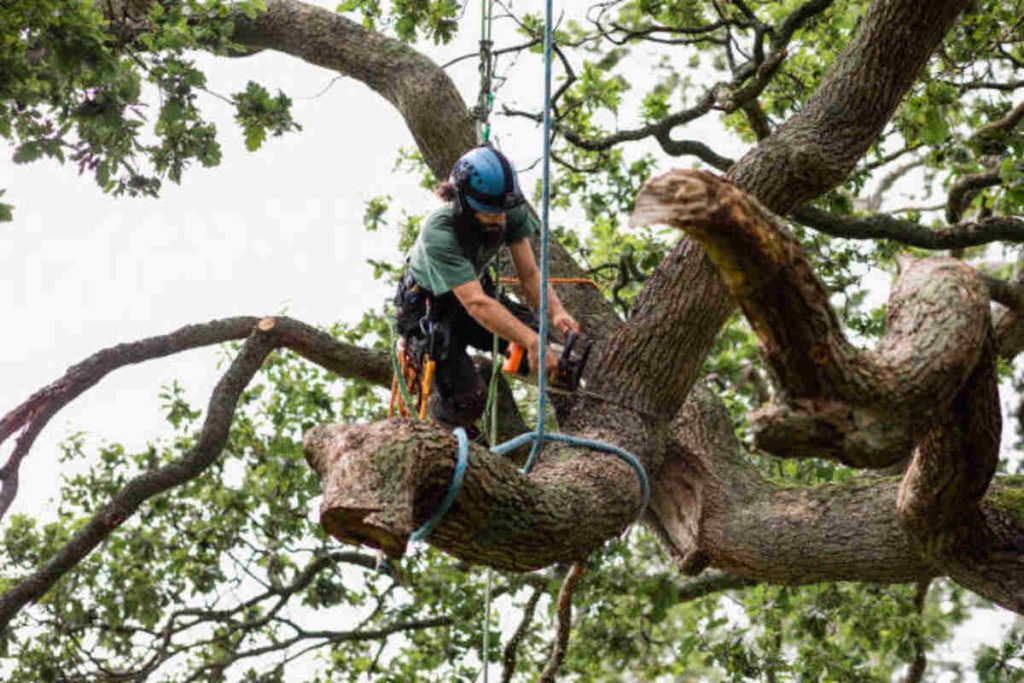 san jose tree service