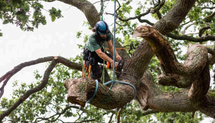 san jose tree service