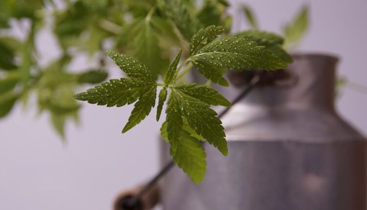 Checking the Benefits of THC Pouches