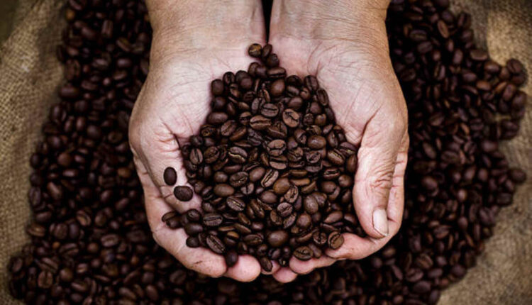 Total Bean Decaf Coffee Solutions to Know