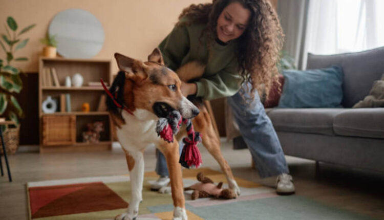 Unique and Rare Dog Toys for Playtime